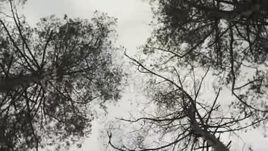 摄像机旋转在高大的树木下。 相机旋转360度，同时仰望天空。 公园的松树景观
