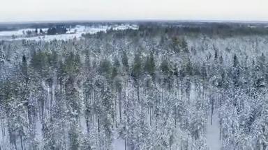 瑞典北部<strong>乌梅</strong>市周边冬季松树林和冰冻湖的壮丽景色，拍摄于12月下旬，
