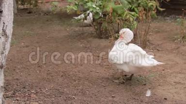 家养的白鸭刷刷洗羽毛和羽毛.. 家禽养殖场的鸟。 村里的秋天
