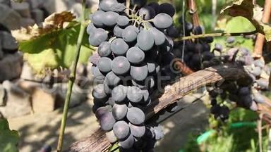 早晨太阳下的一串串葡萄，日出时的蓝色葡萄，葡萄园里的蓝色葡萄，葡萄园里的红酒葡萄