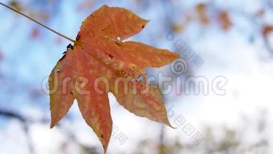 特写镜头。 枫树的秋叶在模糊的树叶和天空的背景上