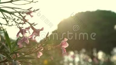 公园里的粉色夹竹桃花在模糊的山上
