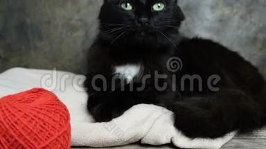 一只黑猫，包里有一个红色的<strong>毛线</strong>球，贴在墙上