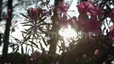 日落时树枝上的粉色夹竹桃花