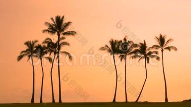 热带棕榈树和夏威夷日落