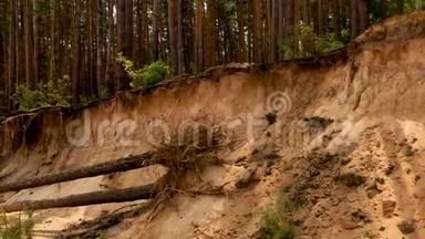 <strong>飓风</strong>摧毁了松林，树木躺在沙滩上