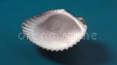 斯卡法卡-双壳类软体动物外壳，与入侵黑海的动物一样，是一种可食用的软体动物