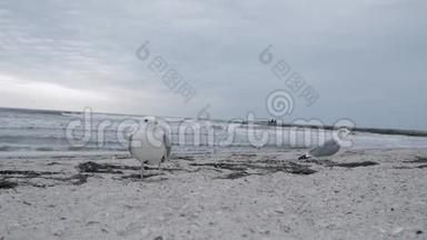 许多海鸥在波涛汹涌的大海的背景下沿着海岸散步，白鸟在海滩上钓到一条鱼