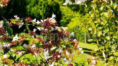 蜂鸟鹰-爱比利亚花上的树