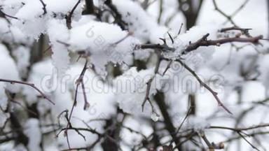 春天霜冻的阴天，雪下树枝上的芽。