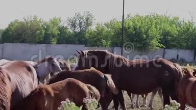 农场里有一大群马，平静的马<strong>去寻找</strong>食物和休息