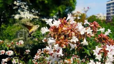 蜂鸟鹰-爱比利亚花上的树