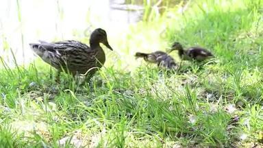 在阳光明媚的天气里，小鸭子和小鸭子水边的草地上散步寻找食物