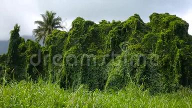 夏威夷瓦胡岛<strong>绿荫</strong>热带雨林植物