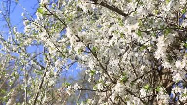 可爱的白樱桃在枝头绽放.. 它们在得到叶子之前就开花了。 从邻居家后院