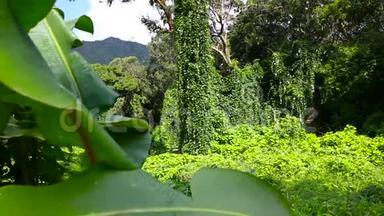 夏威夷瓦胡岛绿荫热带雨林植物