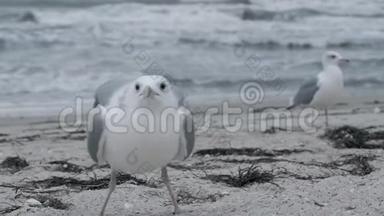 海鸥在沙滩上散步，然后在羊群的背景上钓到<strong>一条鱼</strong>，岸上的白鸟紧紧地靠近