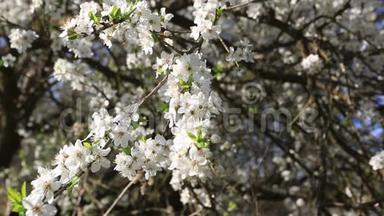 可爱的白樱桃在枝头绽放.. 它们在得到叶子之前就开花了。 从邻居家后院