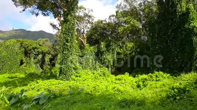 夏威夷瓦胡岛绿荫热带雨林植物