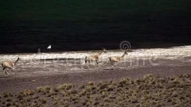 Vicugna vicugna牛在高原湖泊缓慢地奔跑