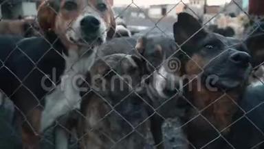 为狗、泥土和栅栏后面的沼泽狗提供避难所，饥饿的小狗