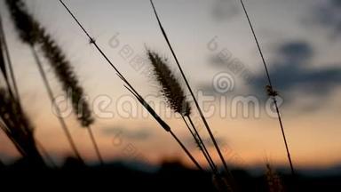 夕阳背景下随风轻轻<strong>吹拂</strong>的草花美景.. 这种草花的科学名称是潘尼塞蒂
