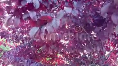 野梅树枝在风中摆动，阳光透过红叶照耀。