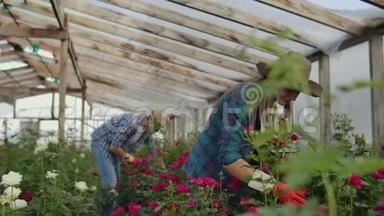 同事们花店和平板电脑一起在玫瑰种植的温室里工作。 做花支票的小生意