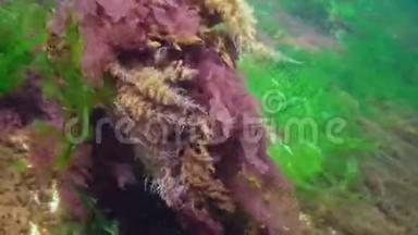 奥比利亚水息肉，周围是绿和红藻在海底的黑海。