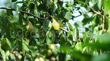 <strong>水果</strong>是多汁的成熟梨在花园的树枝上。 梨树的枝条挂着成熟多汁的<strong>果实</strong>。 收获的时间