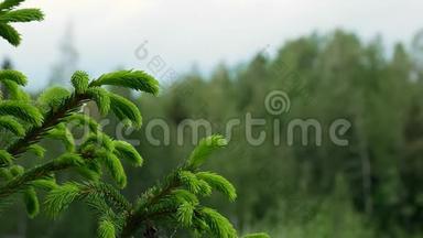 新生长的挪威云杉或欧洲云杉，冰杉，一种常绿、中部和中部的常青树