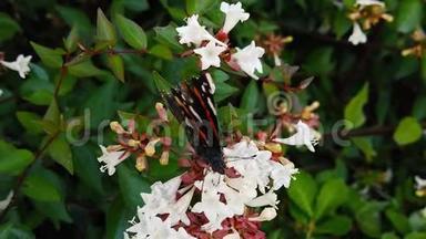 蝴蝶红上将带着翅膀在阿比丽亚花丛上缓慢移动