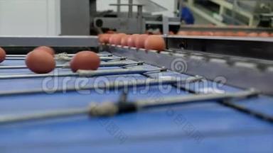 蛋品生产线上带蛋的分级加工..
