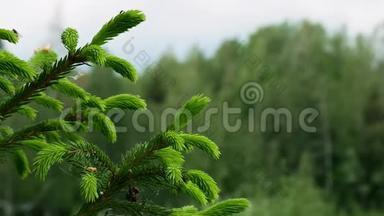 新生长的挪威<strong>云杉</strong>或欧洲<strong>云杉</strong>，冰杉，一种常绿、中部和中部的常青树