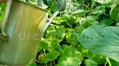 农民在温室里浇水黄瓜