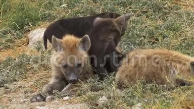 在<strong>安博塞利</strong>国家公园的一个巢穴里，四只年轻的鬣狗慢吞吞