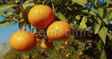 种植园里有成熟果实的橙树。