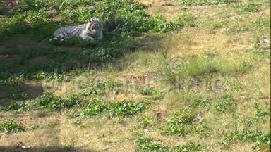 白孟加拉虎坐在绿草上。 虎在浩瀚的非洲.. 野生动物。 一种濒临绝种的动物