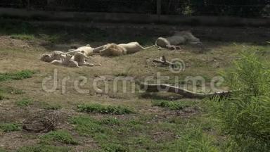 白狮子幼崽和母狮玩耍。 狮子在睡觉。 露天非洲动物园里的狮子。 动物已经灭绝了