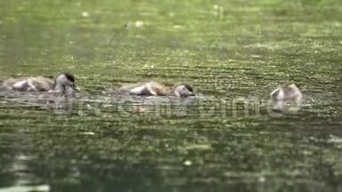 小鸭子在湖上游泳，<strong>吃东西</strong>。