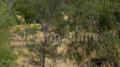 成年长颈鹿在领土上<strong>走来走</strong>去。 从树后面看长颈鹿。 非洲户外动物园。 动物