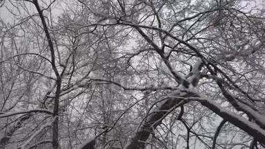 树枝被雪覆盖着，小花被射中