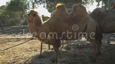 巴克里亚骆驼咀嚼干草。 露天非洲动物园的骆驼。 意志之外的动物