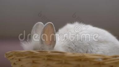 可爱的白兔吃，耳朵伸出篮子，复活节标志特写