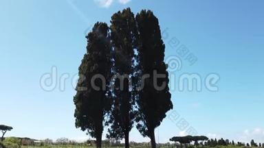 在农村，三棵美丽的大柏树向蓝天升起