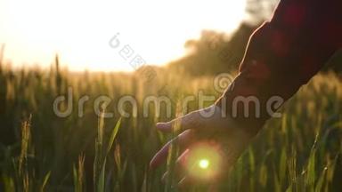 一位女<strong>农民</strong>在一片绿色的麦田里用手触摸他的庄稼。 有机<strong>耕作</strong>的概念.. 培养