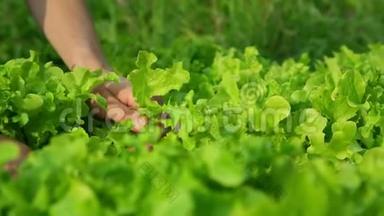 手轻轻地拿着菜园里的绿菜叶