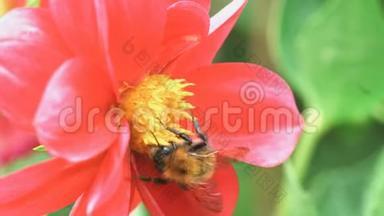 蜜蜂在花蕊上