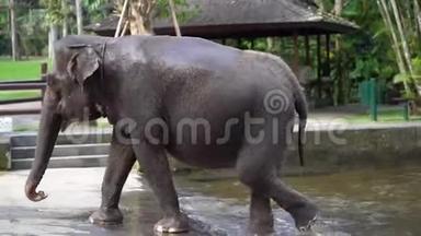 游泳后一头大象从水中湿出来。 巴厘岛亚洲野生动物园