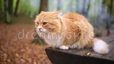 一只白红色的毛茸茸的猫躺在一张木凳上，焦急地<strong>回头</strong>看着身后的冒烟的火。 快关门。 秋林